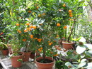 Musk lime